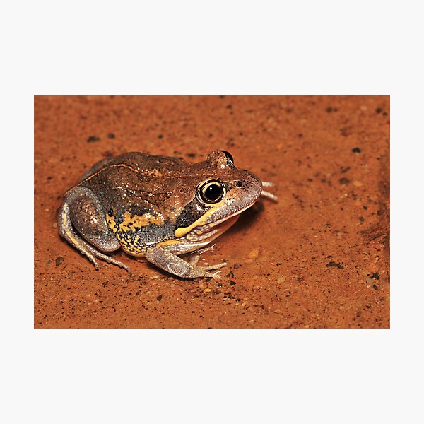 Scarlet sided pobblebonk Photographic Print
