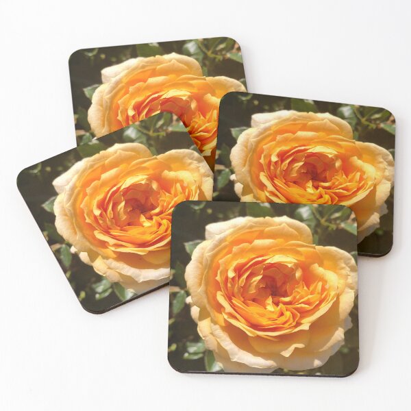 Item preview, An Orange Rose designed and sold by Pisces-Pics.