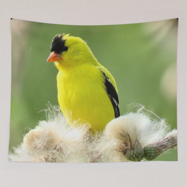 Item preview, American Goldfinch and Thistle No.3 designed and sold by MaryLinH.