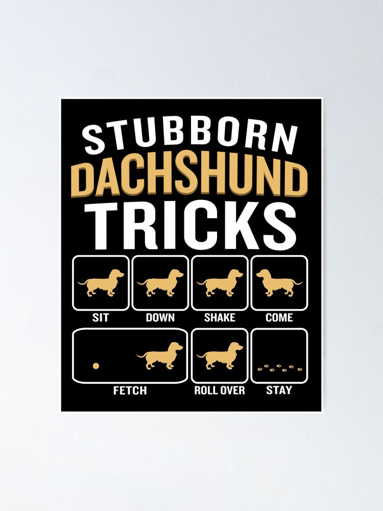 stubborn dachshund tricks