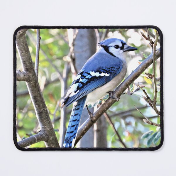 Item preview, Blue Jay No.2 designed and sold by MaryLinH.