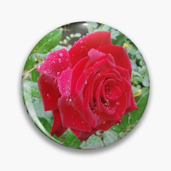 Item preview, Beautiful red rose after the rain  designed and sold by helenkaiy.