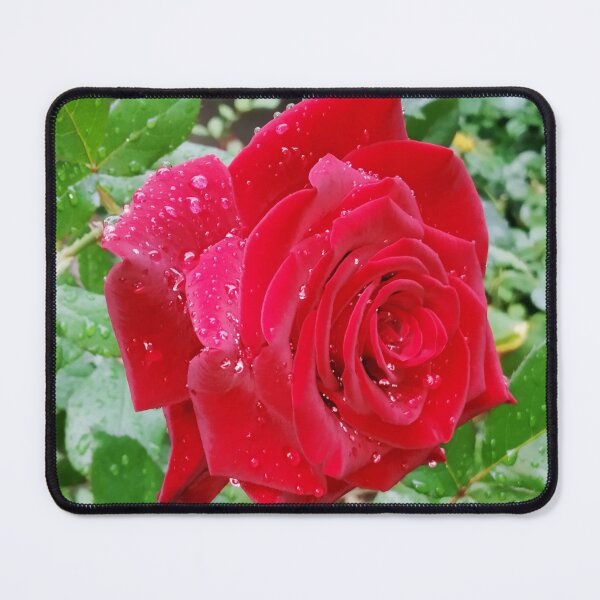 Item preview, Beautiful red rose after the rain designed and sold by helenkaiy.