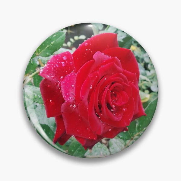 Item preview, Beautiful red rose after the rain  designed and sold by helenkaiy.