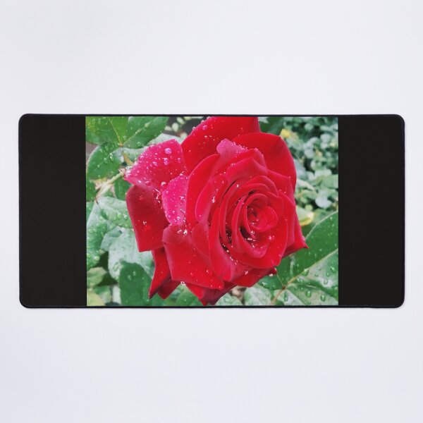 Item preview, Beautiful red rose after the rain  designed and sold by helenkaiy.