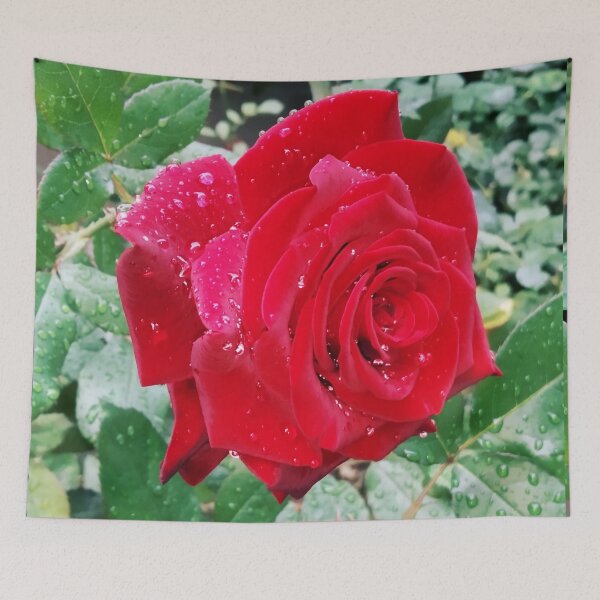 Item preview, Beautiful red rose after the rain  designed and sold by helenkaiy.