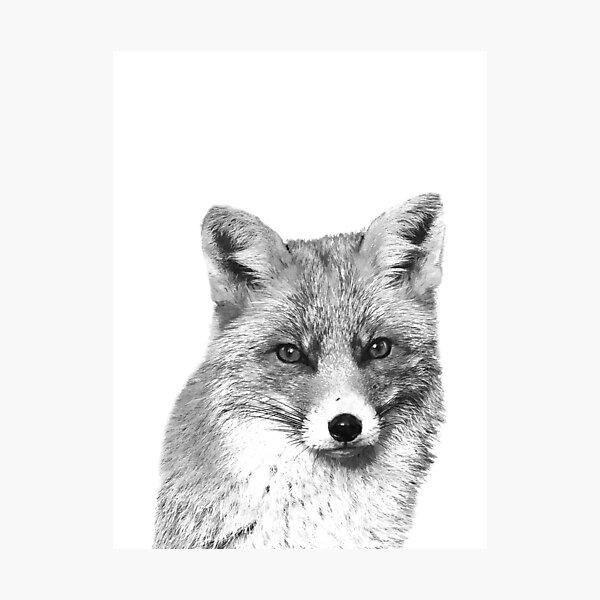 Black and White Fox Photographic Print