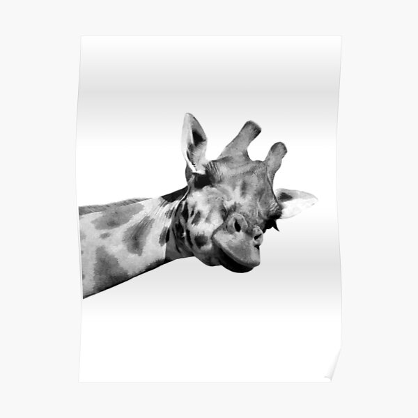 Black and White Giraffe Poster