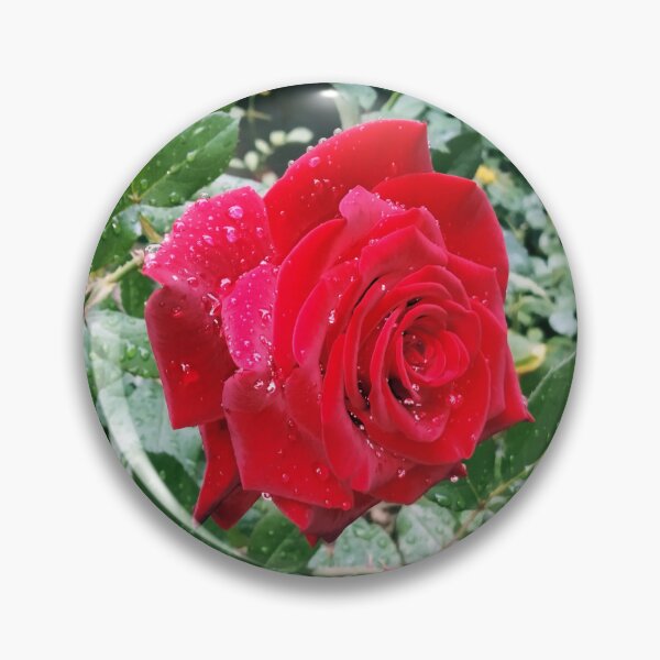 Item preview, Beautiful red rose after the rain  designed and sold by helenkaiy.