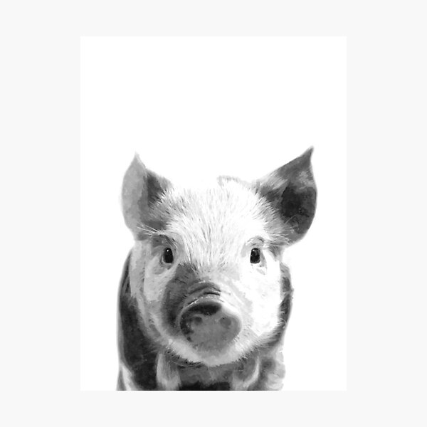 Black and White Pig Photographic Print