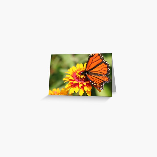 Monarch Beauty: Wings Spread Greeting Card