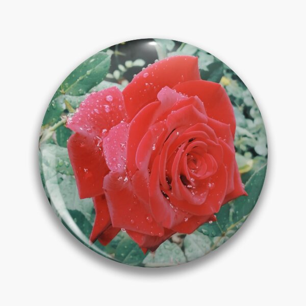 Item preview, Beautiful red rose after the rain  designed and sold by helenkaiy.