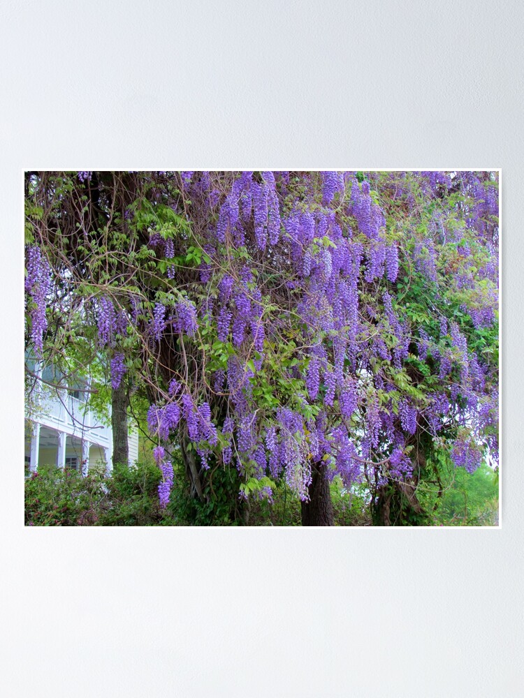 Póster «Árbol de flor morada» de Cynthia48 | Redbubble