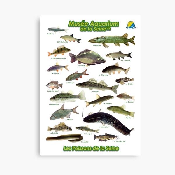 Poissons de la Seine Impression sur toile