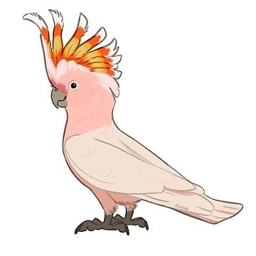 Artwork thumbnail, Major Mitchell's Cockatoo by figbirds