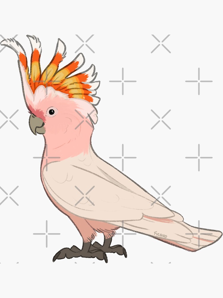 Thumbnail 3 of 3, Sticker, Major Mitchell's Cockatoo designed and sold by figbirds.