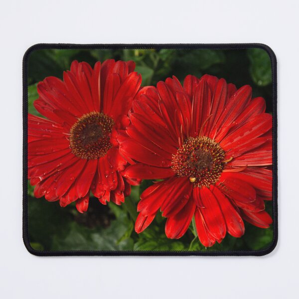 Item preview, The Glorious Red Duo - Two Scarlet Gerbera Daisies  designed and sold by Georgia Mizuleva.