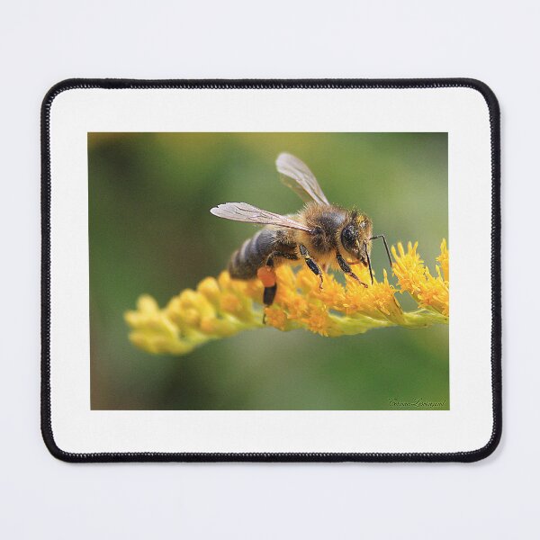 Item preview, the forager designed and sold by Cocoetlaphoto.
