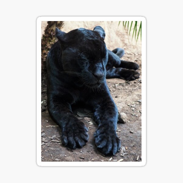 Goshi the Jaguar Sticker