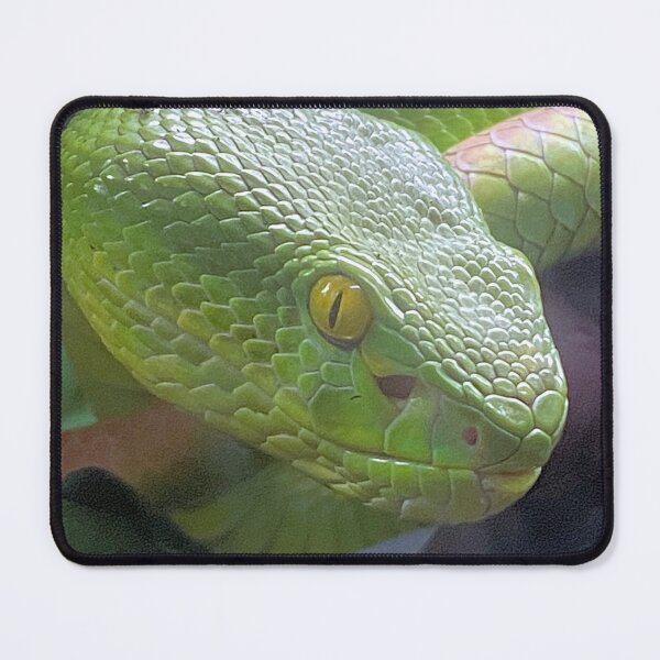 Item preview, WHITE LIPPED VIPER designed and sold by BOLLA67.