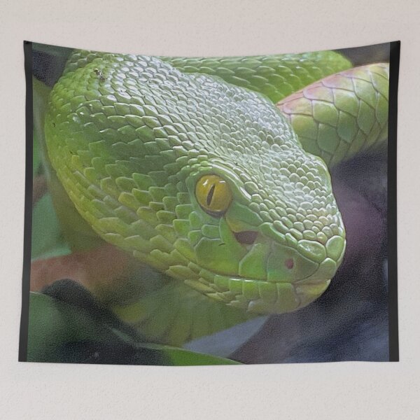 Item preview, WHITE LIPPED VIPER designed and sold by BOLLA67.