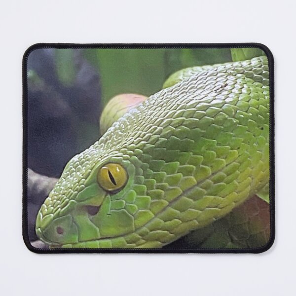 Item preview, WHITE LIPPED VIPER 1 designed and sold by BOLLA67.