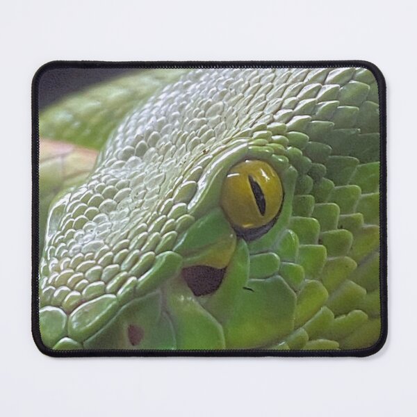 Item preview, WHITE LIPPED VIPER 3 designed and sold by BOLLA67.