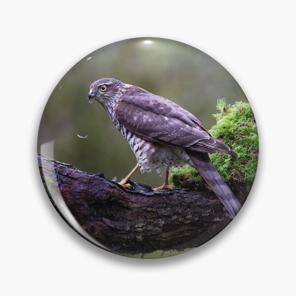 Item preview, After dinner Sparrowhawk designed and sold by RedGrouse.
