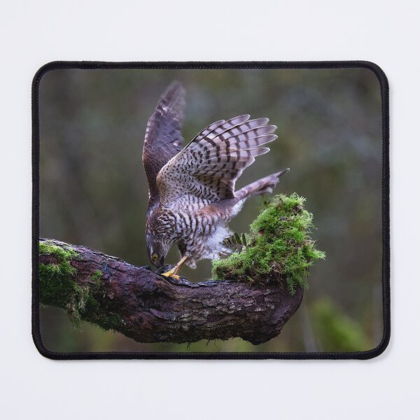 Item preview, Fierce female Sparrowhawk tears into her prey designed and sold by RedGrouse.