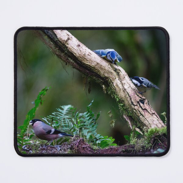 Item preview, A bluetit, a coal tit and a bullfinch went onto a branch designed and sold by RedGrouse.
