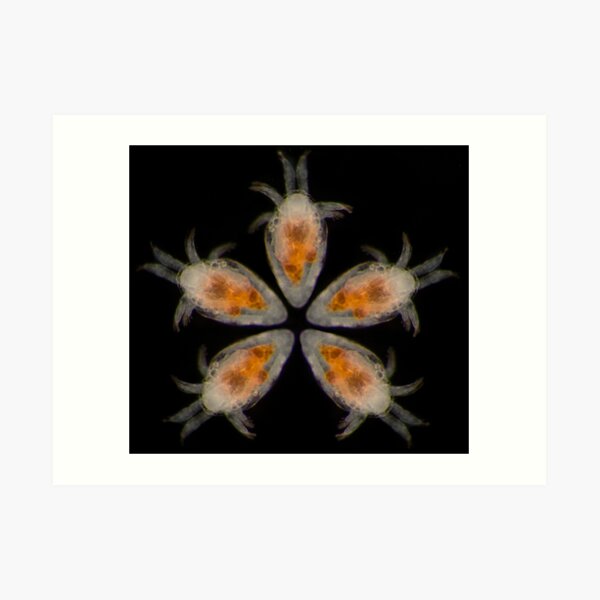 Flower Petals of the Nauplii Art Print