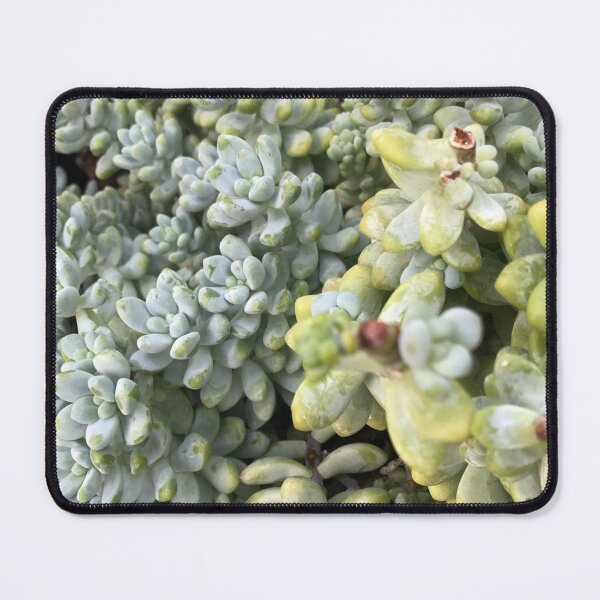 Item preview, Succulents | Succulent Plants Nature Photography  designed and sold by Jacqueline Elise.