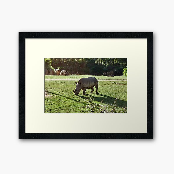 NDVH Australia Zoo 4 Framed Art Print
