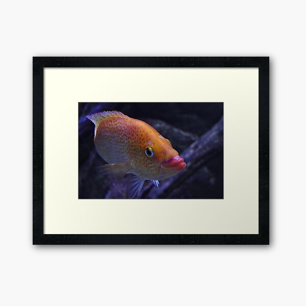 NDVH Fish Framed Art Print