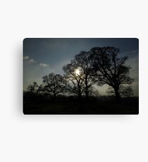 Four Trees Canvas Print
