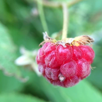 Artwork thumbnail, Wild Raspberry by dguzmanmeyer
