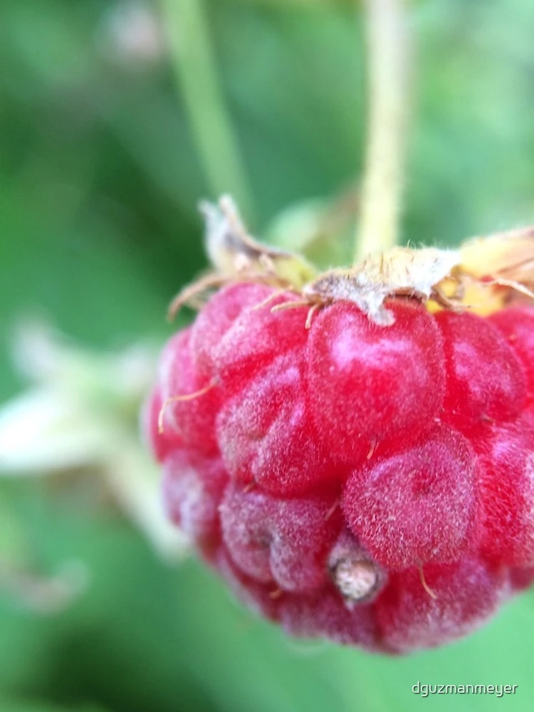 Thumbnail 4 of 4, Samsung Galaxy Phone Case, Wild Raspberry designed and sold by dguzmanmeyer.