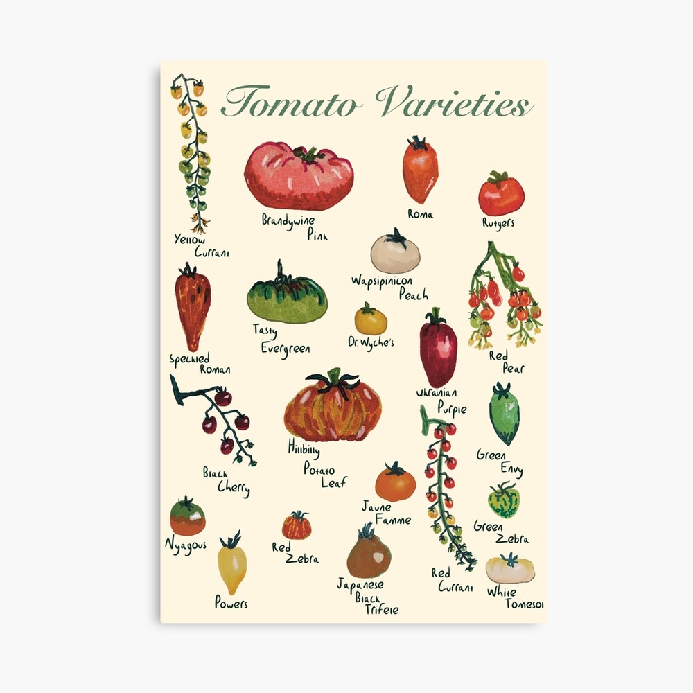 Tomato Varieties Spread Photographic Print
