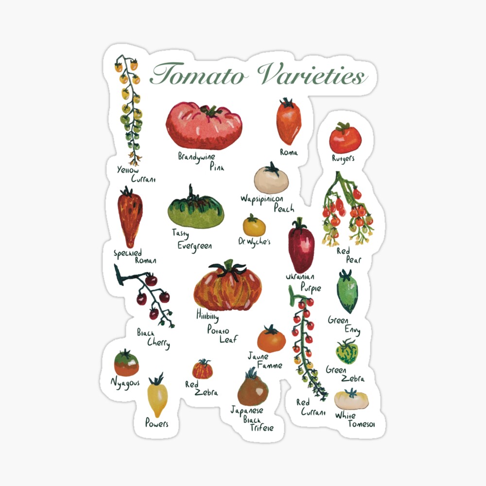 Tomato Varieties Spread Photographic Print