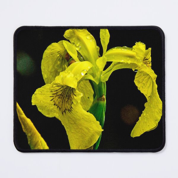 Item preview, Yellow Swamp Iris designed and sold by Frank Parisi.