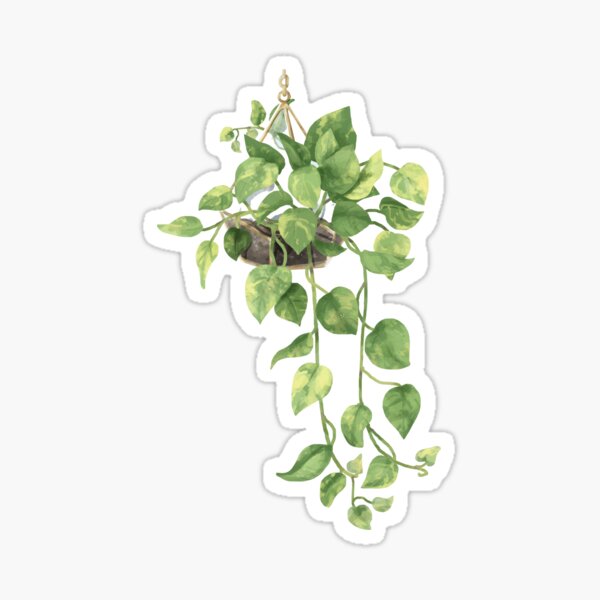 Artikel-Vorschau von Hängende goldene Pothos-Pflanze für Pflanzenliebhaber, designt und verkauft von FirstTouch.