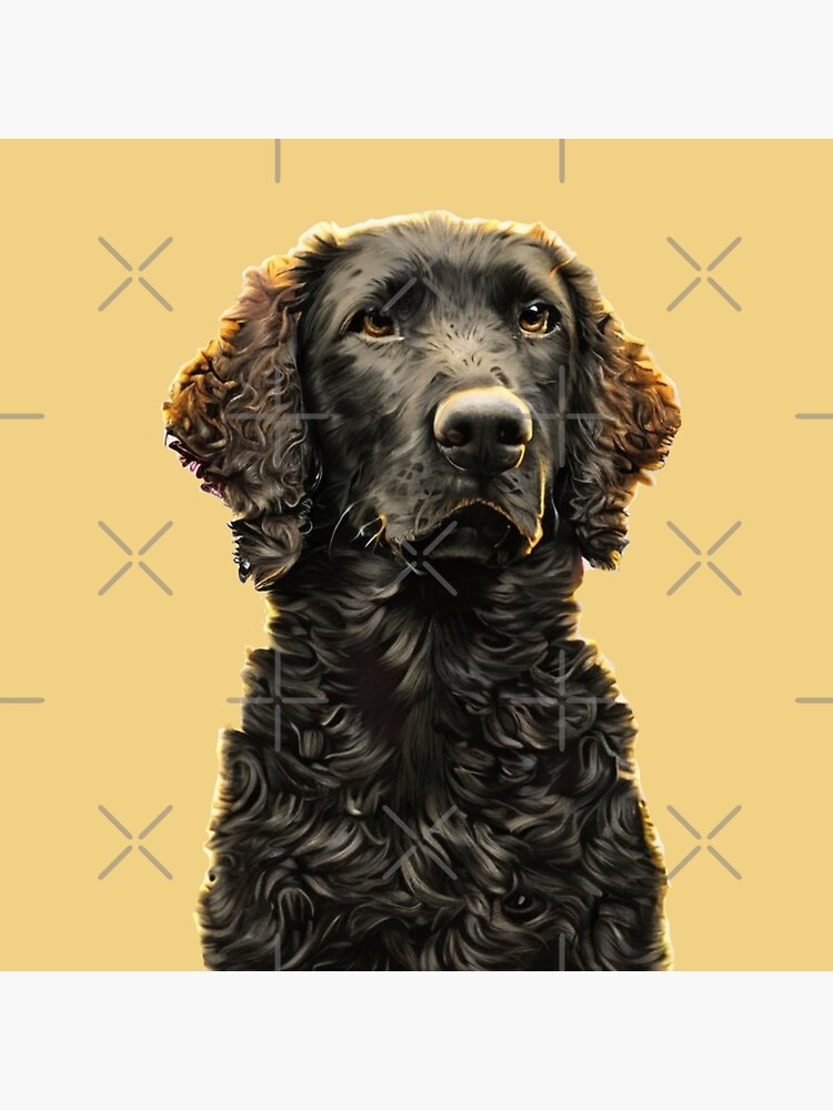 Curly flat clearance coated retriever