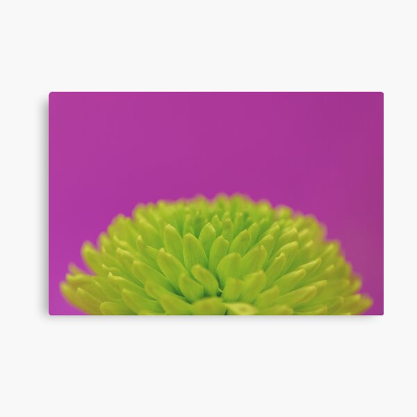 Green Button Spray Chrysanthemum Canvas Print