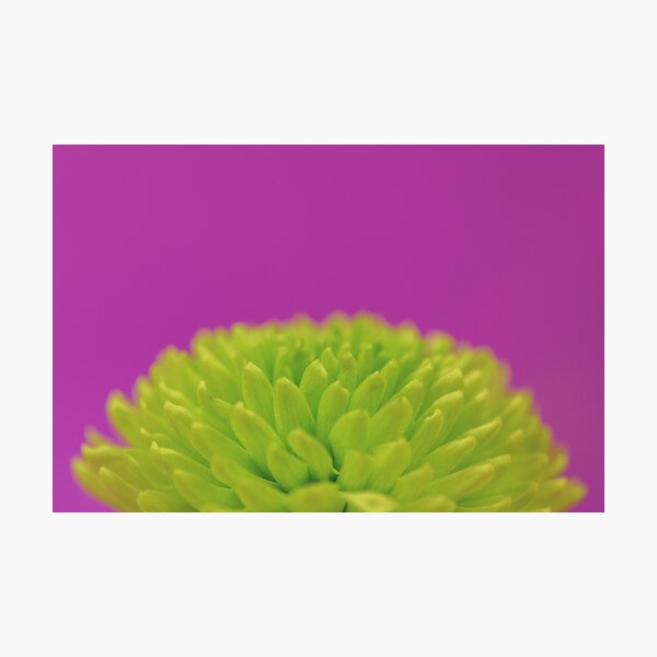 Green Button Spray Chrysanthemum Photographic Print