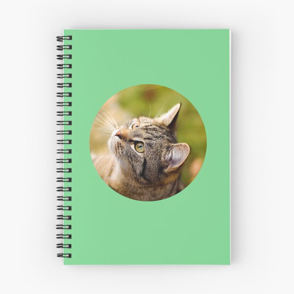 Aperçu de l'œuvre Chats des rues de Skopelos #13 créée et vendue par SMP-Shop.