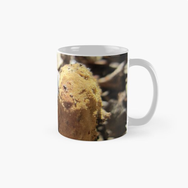 Item preview, Acorn designed and sold by Chris Gudger.