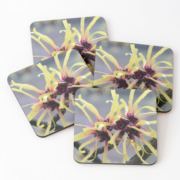 Item preview, Witch Hazel (Hamamelis sp.) in flower designed and sold by Chris Monks.