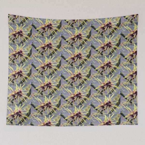Item preview, Witch Hazel (Hamamelis sp.) in flower designed and sold by Chris Monks.