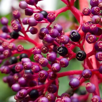 Artwork thumbnail, MEDINILLA MAGNIFICA FLOWER PLANT BILTMORE ESTATE ASHEVILLE NC by teruyalab