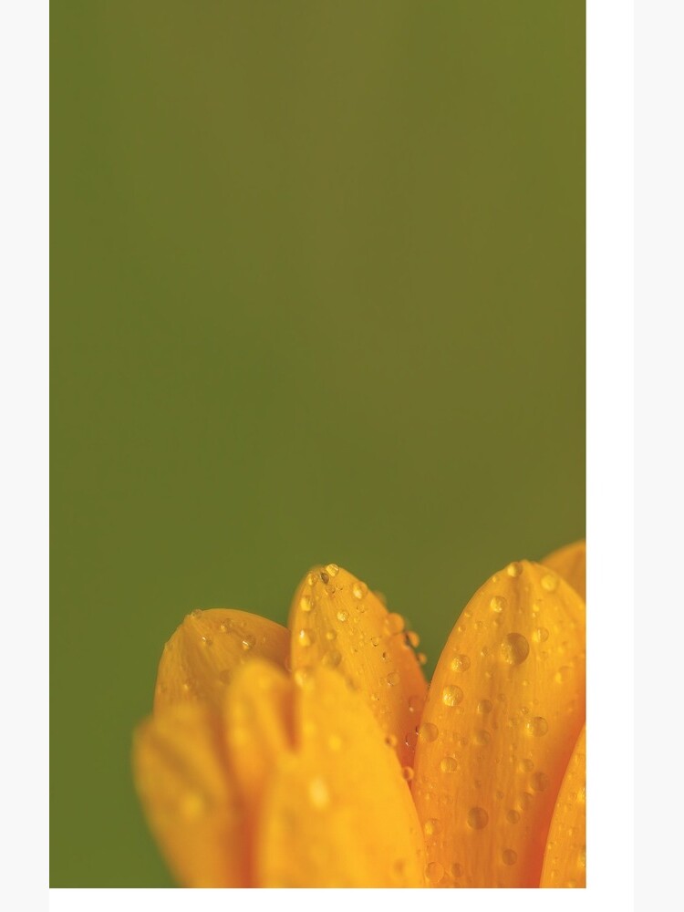 Wet Yellow Petals against Green background by IAmPaul